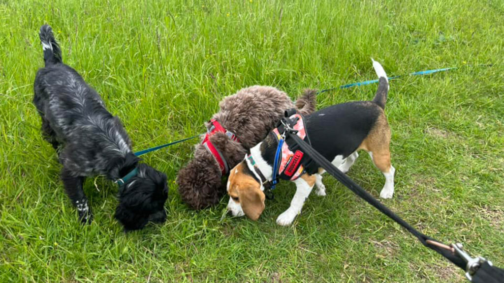 Dog Walking